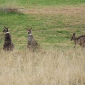 Macropus giganteus at Richardson, ACT - 19 Jul 2024