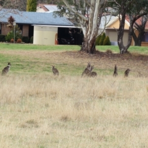 Macropus giganteus at Richardson, ACT - 19 Jul 2024