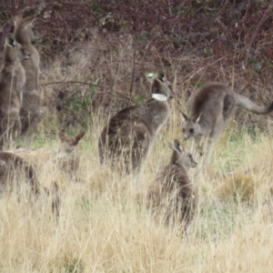 Macropus giganteus at Richardson, ACT - 19 Jul 2024