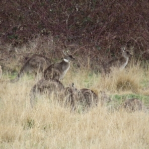 Macropus giganteus at Richardson, ACT - 19 Jul 2024