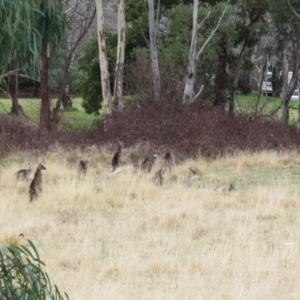 Macropus giganteus at Richardson, ACT - 19 Jul 2024