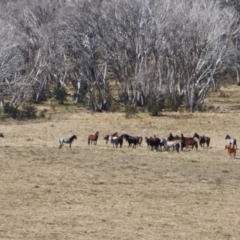 Equus caballus (Brumby, Wild Horse) at Gooandra, NSW - 28 Sep 2023 by MB