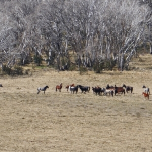 Equus caballus at Gooandra, NSW - suppressed