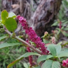 Phytolacca octandra (Inkweed) at Goulburn, NSW - 19 Jul 2024 by trevorpreston