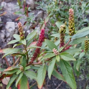 Phytolacca octandra at Goulburn, NSW - 19 Jul 2024 05:05 PM