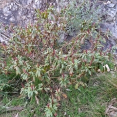 Phytolacca octandra at Goulburn, NSW - 19 Jul 2024