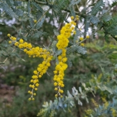 Acacia baileyana (Cootamundra Wattle, Golden Mimosa) at Goulburn, NSW - 19 Jul 2024 by trevorpreston