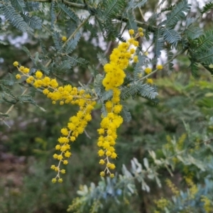 Acacia baileyana at Goulburn, NSW - 19 Jul 2024