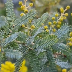 Acacia baileyana at Goulburn, NSW - 19 Jul 2024 05:04 PM