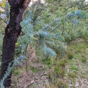 Acacia baileyana at Goulburn, NSW - 19 Jul 2024