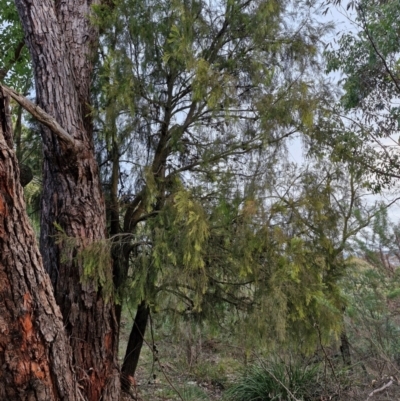 Exocarpos cupressiformis (Cherry Ballart) at Goulburn, NSW - 19 Jul 2024 by trevorpreston