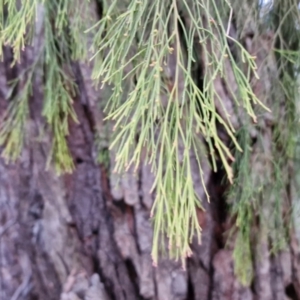 Exocarpos cupressiformis at Goulburn, NSW - 19 Jul 2024 05:02 PM