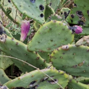 Opuntia ficus-indica at Goulburn, NSW - 19 Jul 2024 04:58 PM