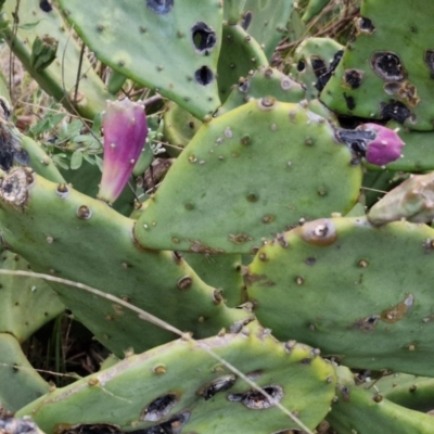 Opuntia ficus-indica (Indian Fig, Spineless Cactus) at Goulburn, NSW - 19 Jul 2024 by trevorpreston