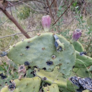 Opuntia ficus-indica at Goulburn, NSW - 19 Jul 2024