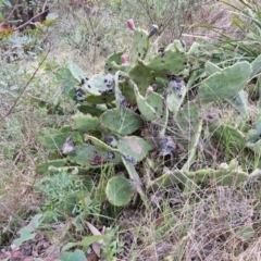 Opuntia ficus-indica at Goulburn, NSW - 19 Jul 2024 04:58 PM