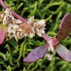 Alternanthera sp. A Flora of NSW (M. Gray 5187) J. Palmer at Goulburn, NSW - 19 Jul 2024 by trevorpreston