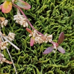 Alternanthera sp. A Flora of NSW (M. Gray 5187) J. Palmer at Goulburn, NSW - 19 Jul 2024