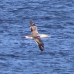 Morus serrator (Australasian Gannet) at Guerilla Bay, NSW - 19 Jul 2024 by LisaH