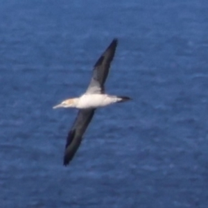 Morus serrator at Guerilla Bay, NSW - 19 Jul 2024