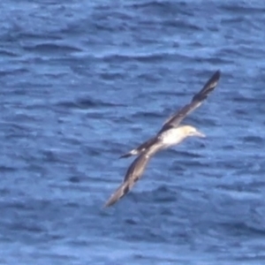 Morus serrator at Guerilla Bay, NSW - 19 Jul 2024