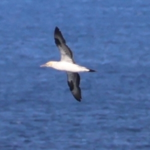 Morus serrator at Guerilla Bay, NSW - 19 Jul 2024