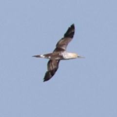 Morus serrator at Guerilla Bay, NSW - 19 Jul 2024 01:53 PM