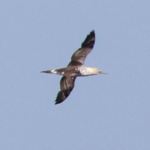 Morus serrator at Guerilla Bay, NSW - 19 Jul 2024 01:53 PM