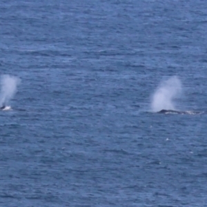 Megaptera novaeangliae at Guerilla Bay, NSW - 19 Jul 2024