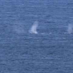 Megaptera novaeangliae at Guerilla Bay, NSW - 19 Jul 2024 02:04 PM