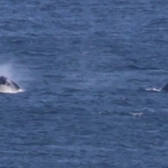 Megaptera novaeangliae at Guerilla Bay, NSW - 19 Jul 2024