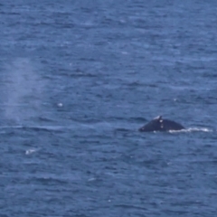 Megaptera novaeangliae at Guerilla Bay, NSW - 19 Jul 2024