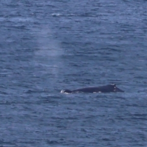 Megaptera novaeangliae at Guerilla Bay, NSW - 19 Jul 2024