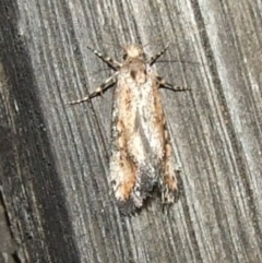 Pachybela maculisarca at Hattah, VIC - suppressed