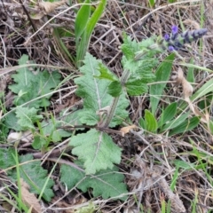 Salvia verbenaca var. verbenaca (Wild Sage) at Goulburn, NSW - 19 Jul 2024 by trevorpreston