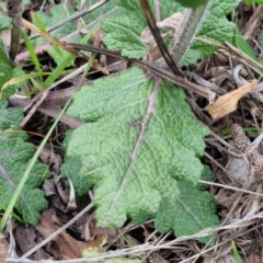 Salvia verbenaca var. verbenaca at Goulburn, NSW - 19 Jul 2024 04:50 PM