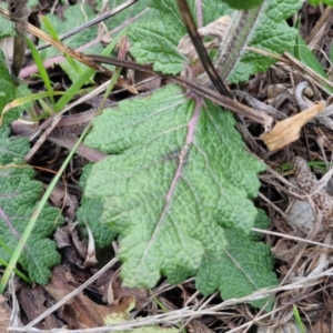 Salvia verbenaca var. verbenaca at Goulburn, NSW - 19 Jul 2024 04:50 PM