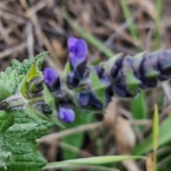 Salvia verbenaca var. verbenaca at Goulburn, NSW - 19 Jul 2024