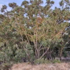 Eucalyptus dives (Broad-leaved Peppermint) at Goulburn, NSW - 19 Jul 2024 by trevorpreston