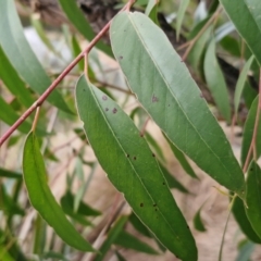 Eucalyptus dives at Goulburn, NSW - 19 Jul 2024