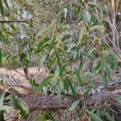 Eucalyptus dives at Goulburn, NSW - 19 Jul 2024 04:49 PM