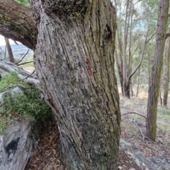 Eucalyptus dives at Goulburn, NSW - 19 Jul 2024 04:49 PM