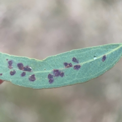 zz rusts, leaf spots, at Russell, ACT - 8 Jul 2024