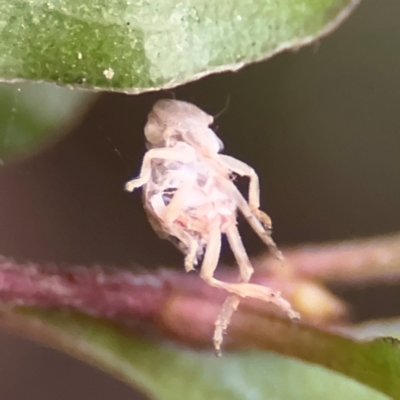 Membracoidea sp (super family) (A leafhopper or planthopper) at Braddon, ACT - 17 Jul 2024 by Hejor1