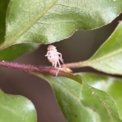 Membracoidea sp (super family) at Braddon, ACT - 17 Jul 2024