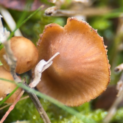 Agarics gilled fungi at Braddon, ACT - 17 Jul 2024 by Hejor1