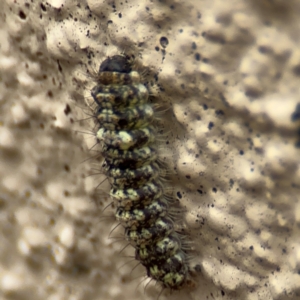 Thallarcha trissomochla at Braddon, ACT - 17 Jul 2024