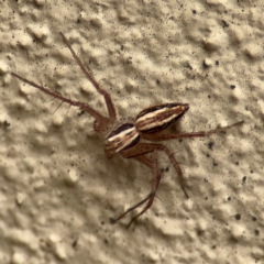 Oxyopes sp. (genus) (Lynx spider) at Braddon, ACT - 17 Jul 2024 by Hejor1