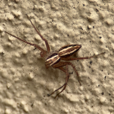 Oxyopes (genus) (Lynx spider) at Braddon, ACT - 17 Jul 2024 by Hejor1