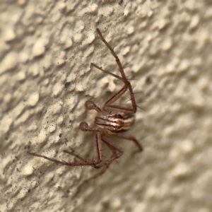 Oxyopes sp. (genus) at Braddon, ACT - 17 Jul 2024